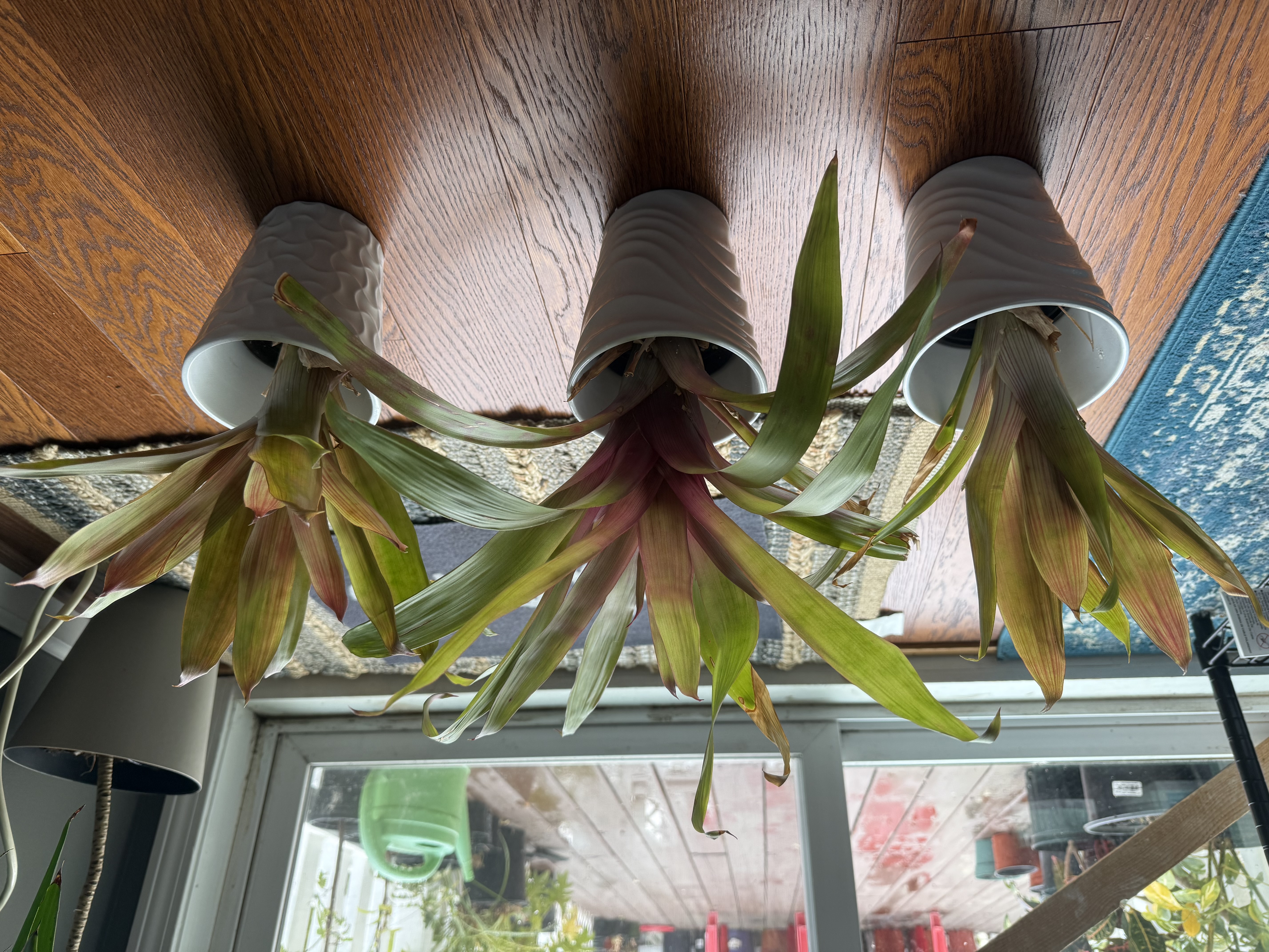 Bromeliads 13 inches Tall - 6 Available - Healthy